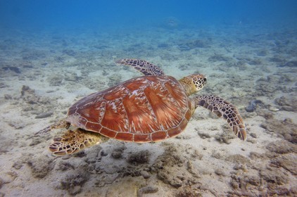 France, Ile de la Reunion, Côte Ouest, Saint-Gilles-Les-Bains (commune de Saint-Paul), le récif corallien du lagon de l'Ermitage, tortue verte (Chelonia mydas) (vue sous-marine)