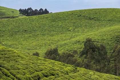 Rwanda, Province de l’Ouest, Gisuma, cueillette du thé dans une plantation de thé