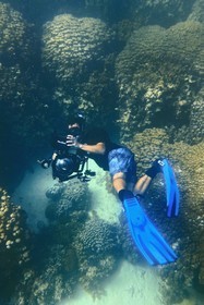 Sultanate of Oman, Governorate of Muscat, Nature Reserve of the Daymaniyat Islands, diver photographer and filmmaker Darryl MacDonald in the coral reef