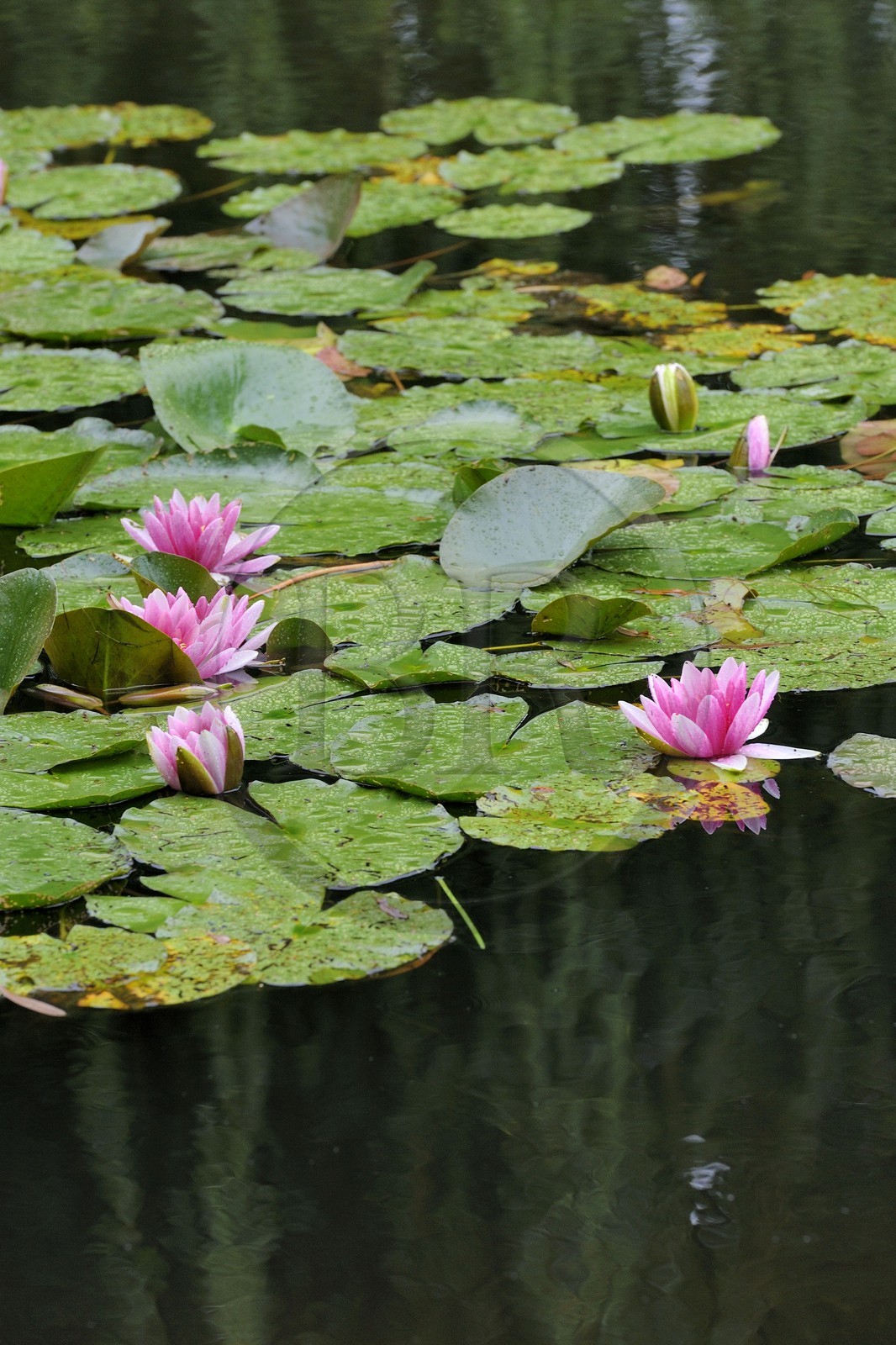 France, Eure (27), Giverny, le jardin de Claude Monet, le Jardin d'Eau