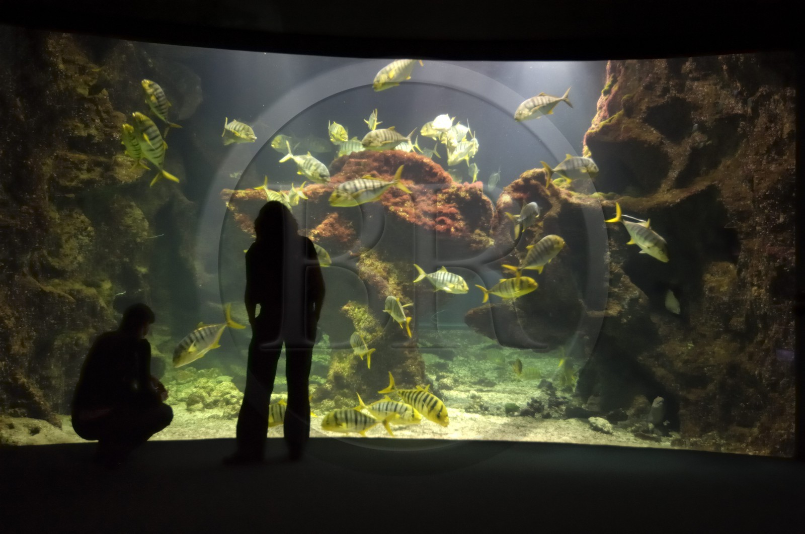 France, Charente-Maritime (17), La Rochelle, l'Aquarium
