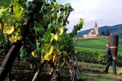 France, Haut Rhin, the Alsace wine road, Hunawihr Village, labelled Les Plus Beaux Villages de France (The Most Beautiful Villages of France), Christophe Kurtz grape picker with a wooden basket on his bac