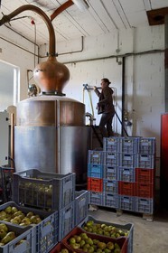 France, Moselle (57), Marieulles-Vezon, Distillerie Maucourt de schnaps (eau de vie), Mélanie Bigeard-Demange