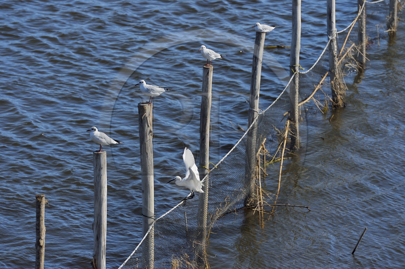 France, Haute Corse, the pond of Biguglia (Stagnu di Chiurlinu), nature reserve of Corsica (RNC), little egret (Egretta garzetta) and seagulls perched on alder stakes