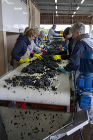 France, Côte-d'Or (21), les climats de Bourgogne classés Patrimoine Mondial de l'UNESCO, Beaune, Cuverie des Hospices de Beaune, trie et éraflage (ou égrappage), juste après la vendange et avant de presser le raisin, pour enlever la partie végétale