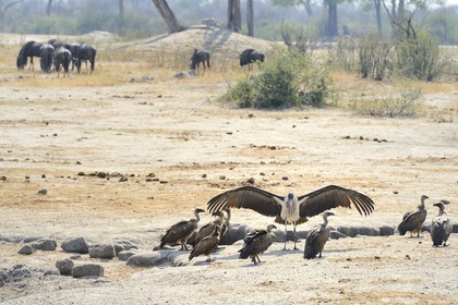 Zimbabwe, province de Matabeleland septentrional, parc national Hwange, vautour africain (gyps africanus), une mère et ses petits
