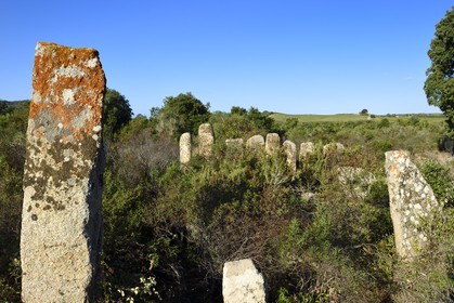 France, Corse du Sud, Sartene, alignement of menhirs of Palaggiu (Pagliaju), erected between 1900 and 1000 B.C., with its 258 menhirs, it is the most important of the mediterranean region
