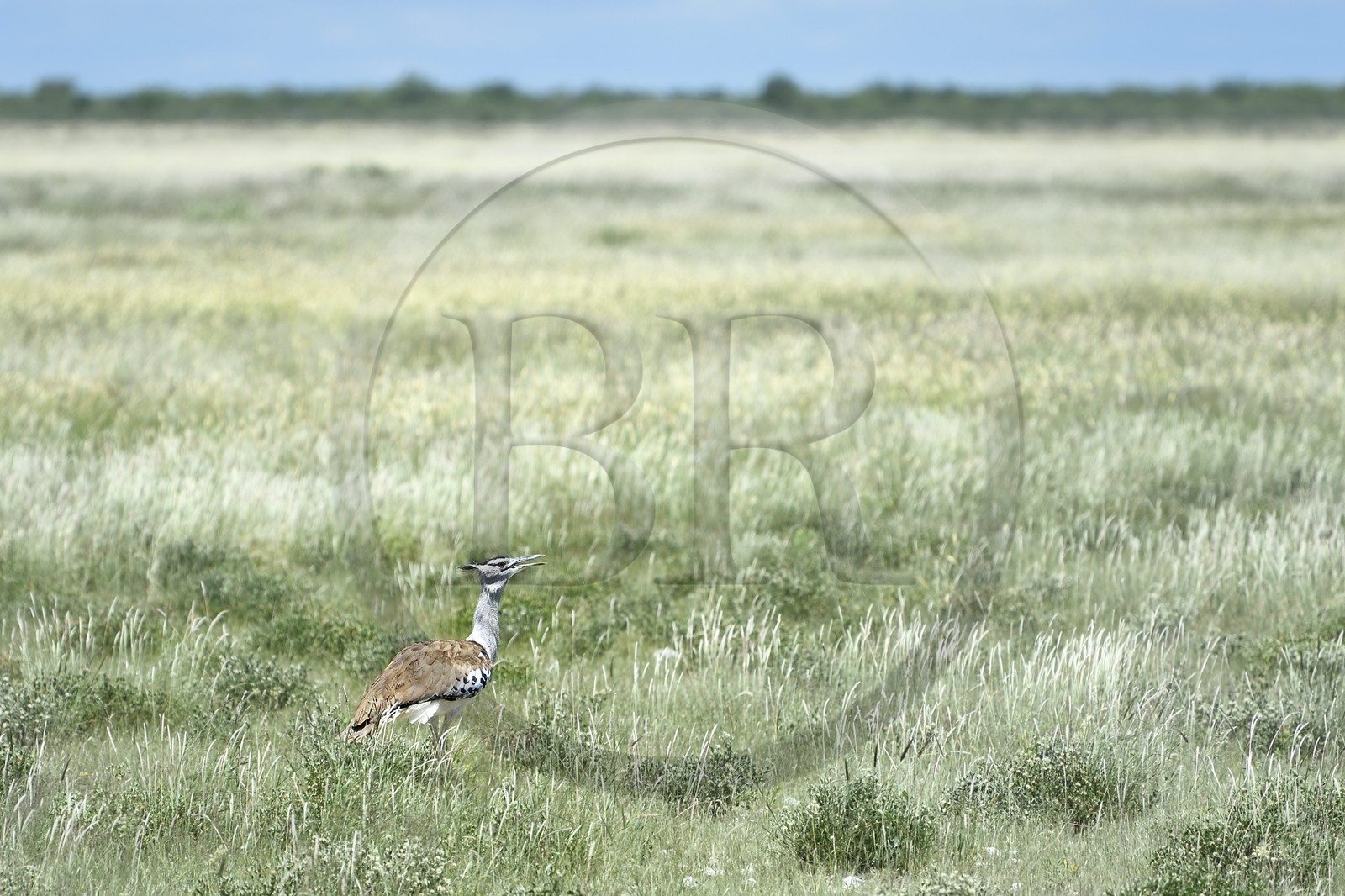 Namibie, région de Oshikoto, Parc National d'Etosha, Outarde kori (Ardeotis kori)