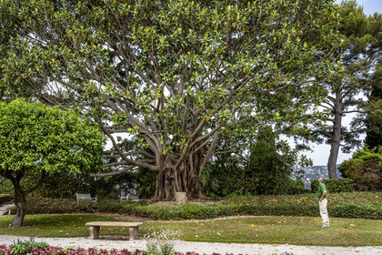 France, Alpes-Maritimes, Saint Jean Cap Ferrat, Villa and Gardens Ephrussi de Rothschild, Moreton Bay fig or Australian banyan (Ficus macrophylla), remarkable tree
