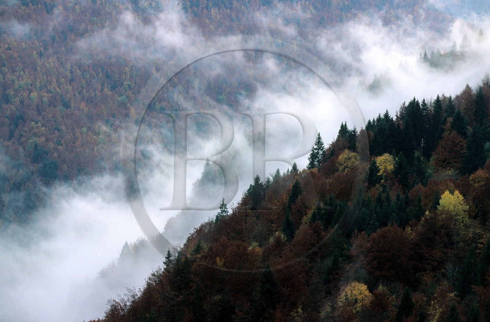 France, Doubs (25), forêt de la corniche de Goumois dans les brumes de l'automne