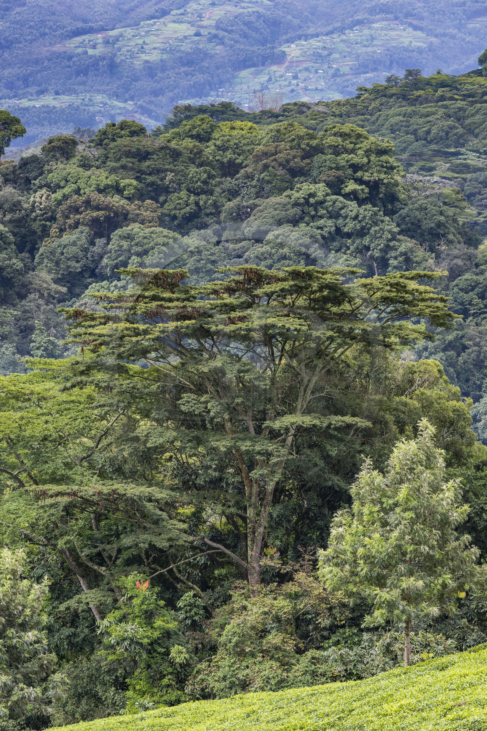 Rwanda, Province de l’Ouest, Gisakura, Parc national de Nyungwe, la forêt tropicale humide naturelle bordée par les plantations de thé, arbre à contrfort Newtonia
