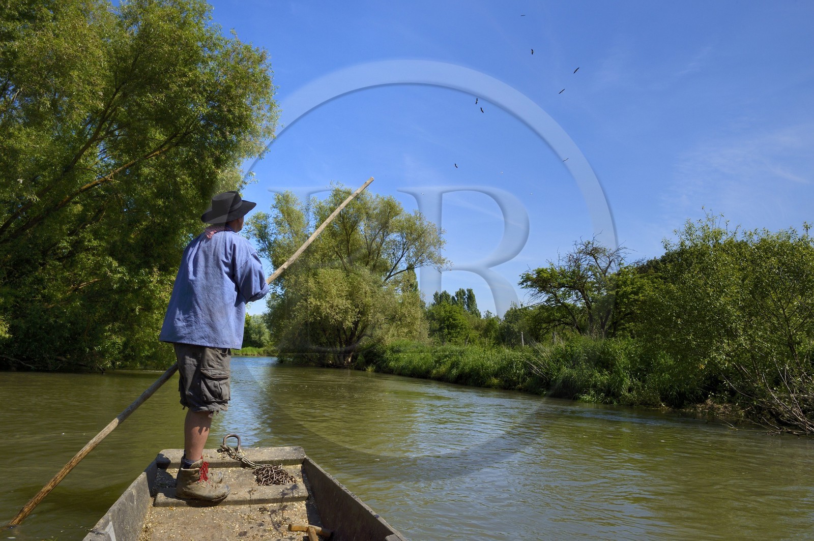 France, Bas-Rhin (67), région d'Ebersmunster et Muttersholtz, le Grand Ried, le batelier Patrick Unterstock dans une barque à fond plat en bois sur la rivière l'Ill et vol de cigognes