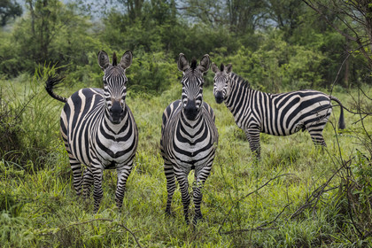 Rwanda, Parc national de l'Akagera, zèbre des plaines (Equus quagga)