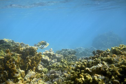 France, Reunion island (French overseas department), West Coast, Saint Gilles Les Bains (town of Saint-Paul), coral reef of Ermitage and La Saline Les Bains lagoon, Picasso or Lagoon triggerfish (Rhinecanthus aculeatus) (underwater view)