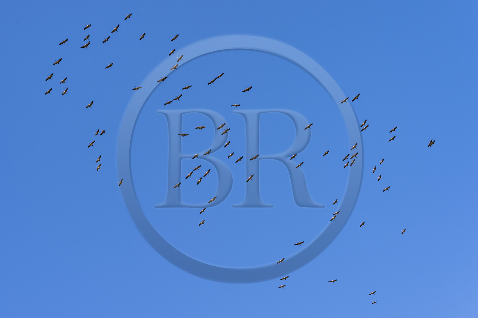 France, Gard (30), Aigues-Mortes, massif dunaire camarguais de la Pointe de l'Espiguette en bord de mer, vol de flamands roses