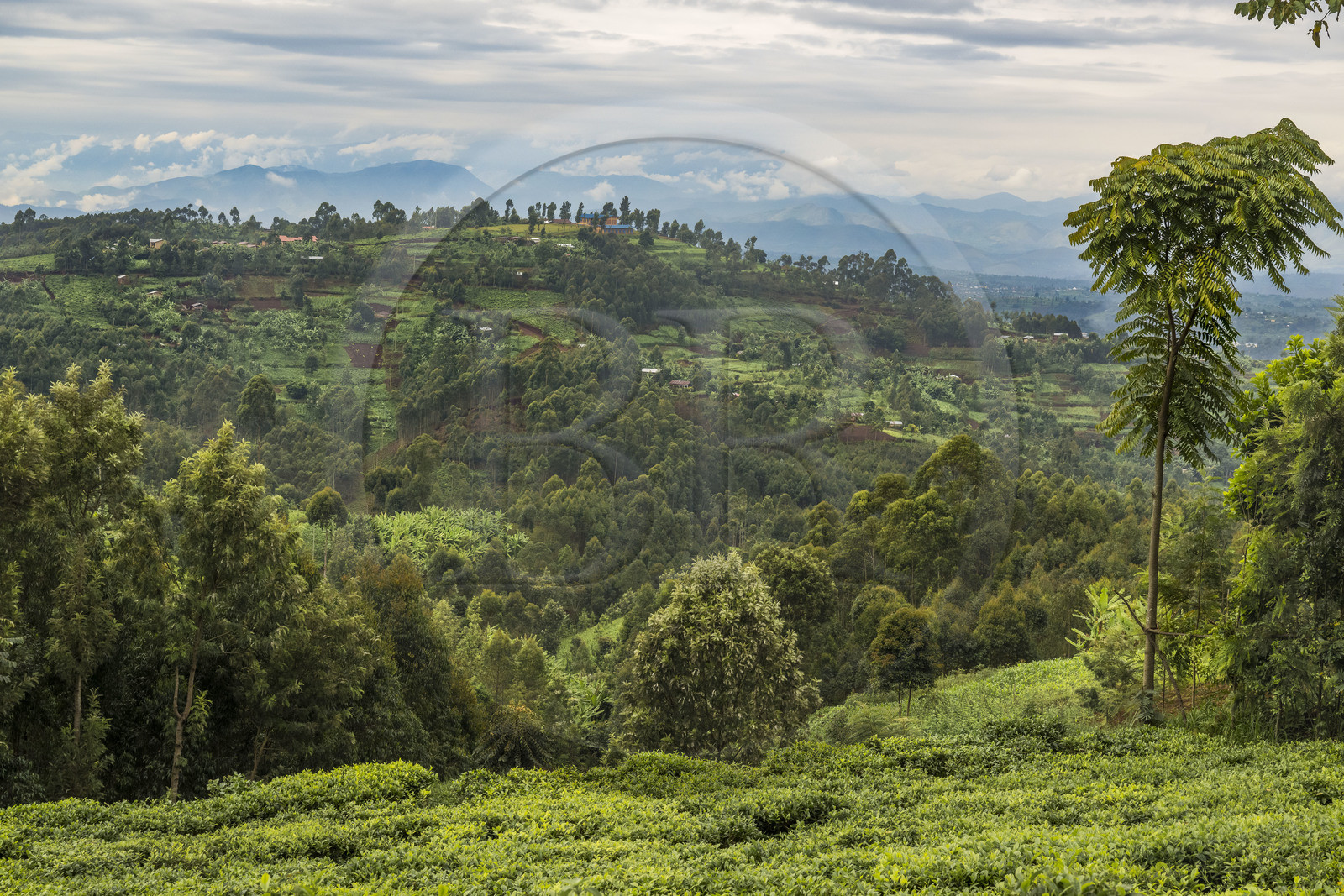 Rwanda, Province de l’Ouest, Nyakabuye, une colline typique de cette région avec un mélange de cultures dont le thé et le bananier, espaces agricoles entrecoupés de forêts d'eucalyptus, avec un habitat dispersé et des près pour l'élevage, en arrière plan les montagnes de la République démocratique du Congo