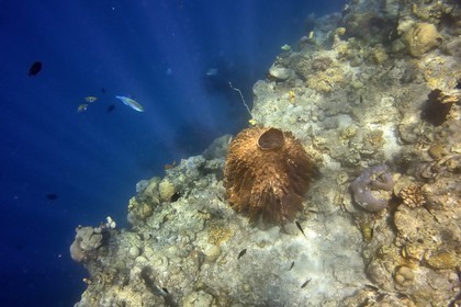 Philippines, Calamian Islands in northern Palawan, Coron Island Natural Biotic Area, Coral reef