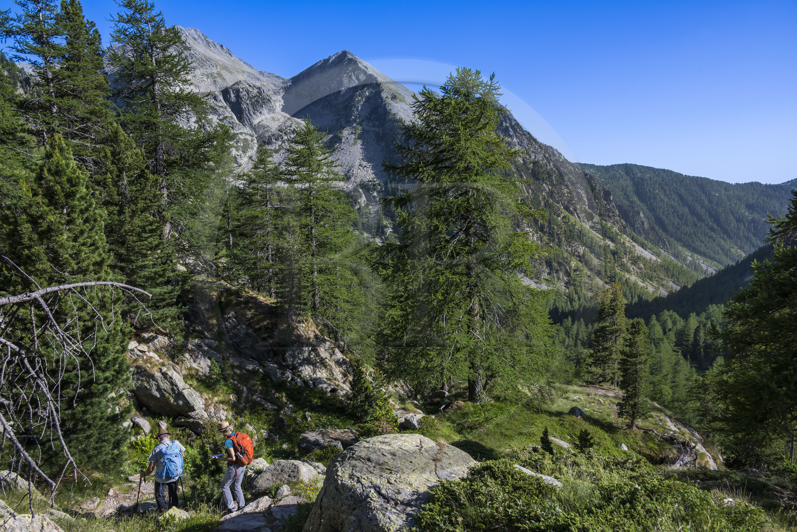 France, Alpes-Maritimes (06), parc national du Mercantour, Haute-Vésubie, Saint-Martin-Vésubie, Val du Haut Boréon, randonneurs descendant la vallée depuis le refuge de Cougourde