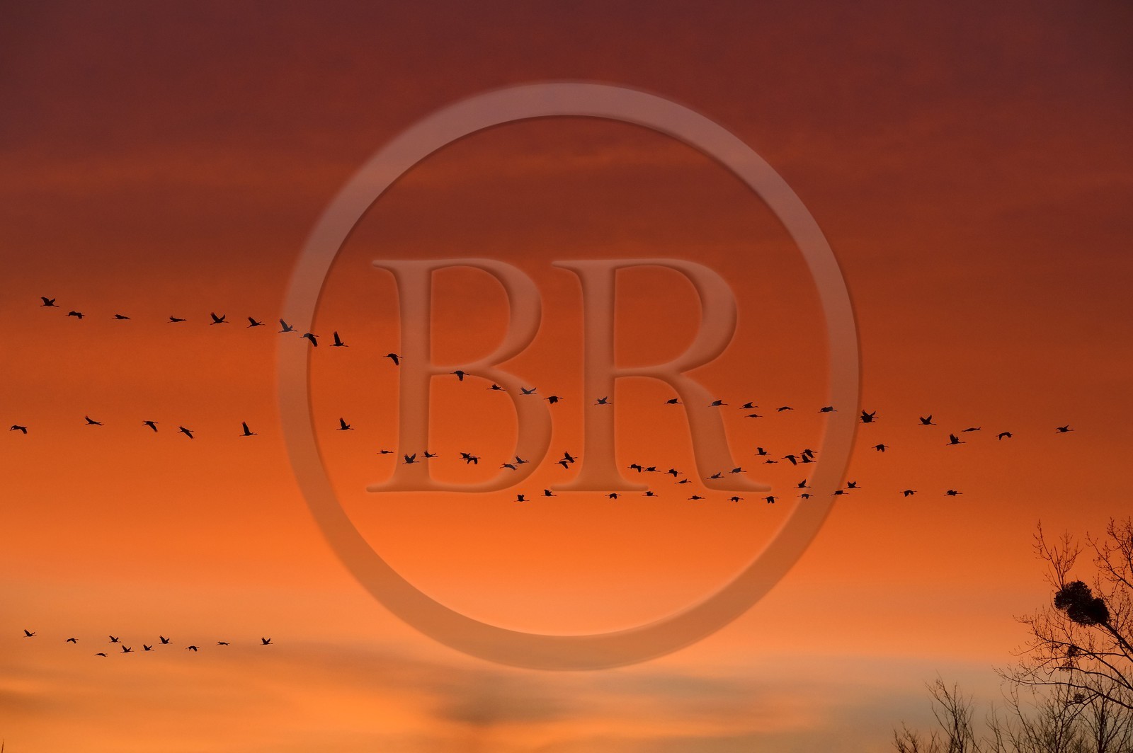 France, Indre (36), le Berry, parc naturel régional de la Brenne, Rosnay, étang de la Mer Rouge, grue cendrée (grus grus), vol au coucher de soleil