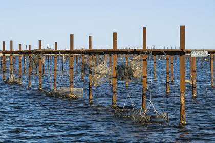 France, Herault, Etang de Thau, Meze, suspension farming of oysters on ropes in the oyster farm