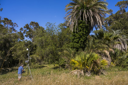 France, Alpes-Maritimes (06), Antibes, Le Jardin Botanique de la Villa Thuret (rattachée à l'INRAE), labellisé Jardin Remarquable et Arbre Remarquable, enregistrement et lecture des données scientifiques des capteurs attachés aux arbres sur le terrain