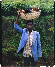 Burundi, Bujumbura Province, Ijenda area, young Tutsi man on the way to sell chickens and roosters at the market(4x5 reversal film reproduction)