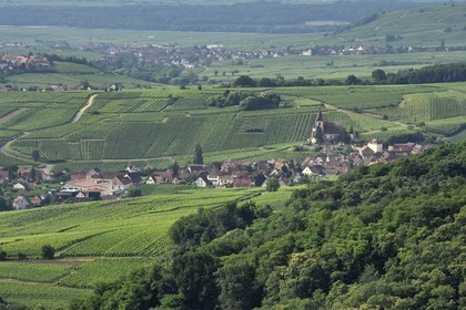 France, Haut Rhin, the Alsace Wine Route, Hunawihr, labelized the Most Beautiful Villages of France, the 14th century fortified church Saint Jacques le Majeur surrounded by vineyards