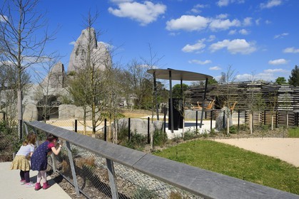 France, Paris (75), Le Parc zoologique de Paris (Zoo de Vincennes), le groupe des seize girafes (Giraffa camelopardalis) dans la biozone Sahel-Soudan, en arrière plan le Grand Rocher qui est l’emblème du zoo depuis 1934