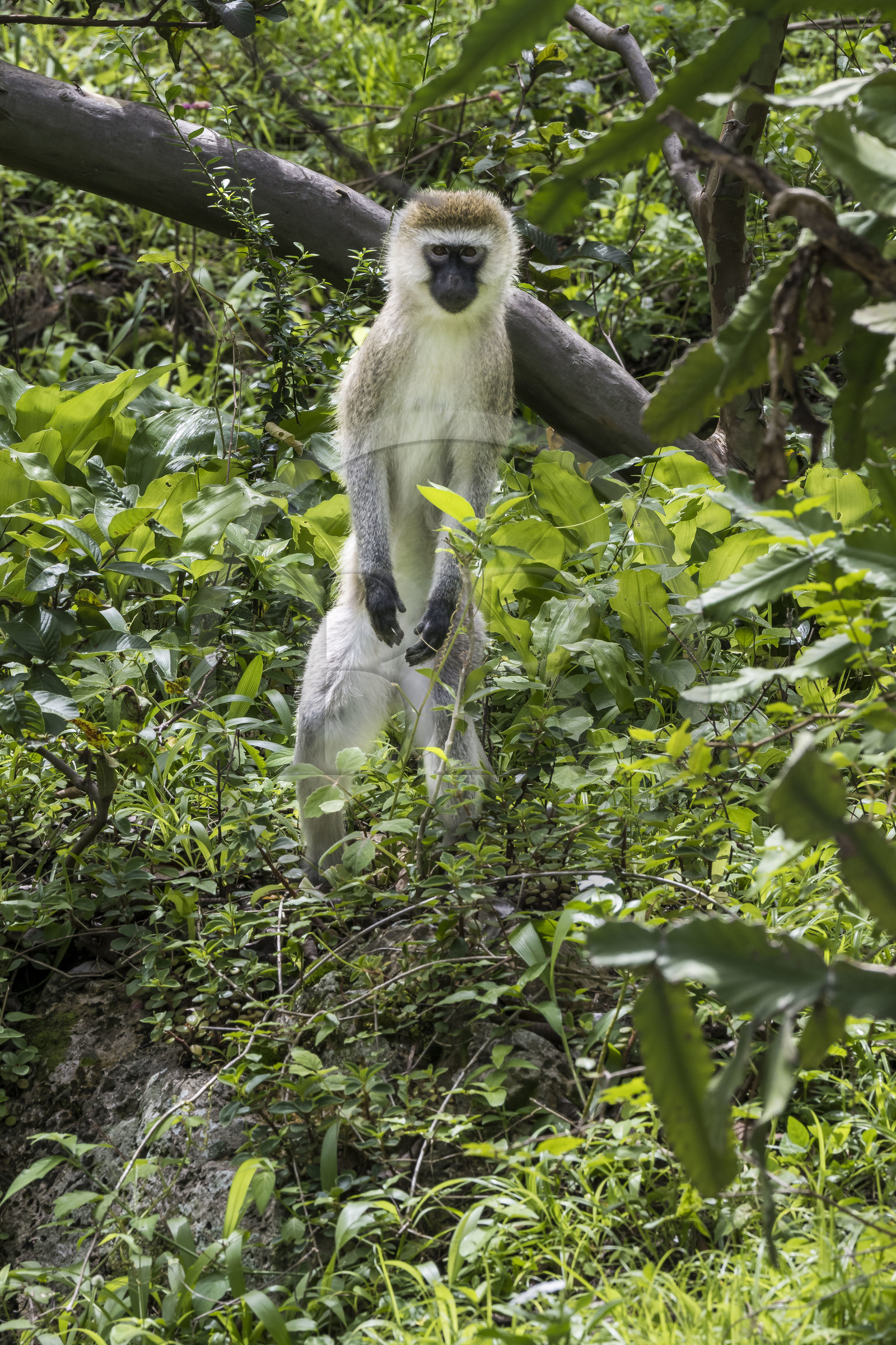 Rwanda, Province de l’Ouest, Karongi (anciennement nommée Kibuye), lac Kivu, singe Vervet bleu (Chlorocebus pygerythrus) sur un des ilots au large de Kibuye