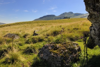 France, Cantal, France, Cantal, monts du Cantal, parc des volcans d' Auvergne, buron d' Eylac and Puy-Mary mount (1783m)