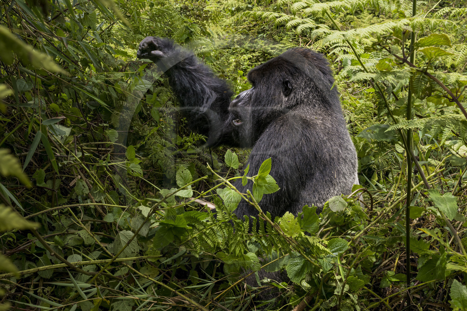 Rwanda, Province du Nord, Parc National des Volcans dans la chaine des Monts Virunga, mont Karisimbi, gorille des montagnes (Gorilla beringei beringei) du groupe Susa, male appelé dos argenté (silverback)