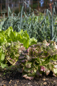 France, Cote d'Or, Climats terroirs of Burgundy listed as World Heritage by UNESCO, Beaune, Clos de la Belle Châtelaine, orchard-garden, salad in permaculture