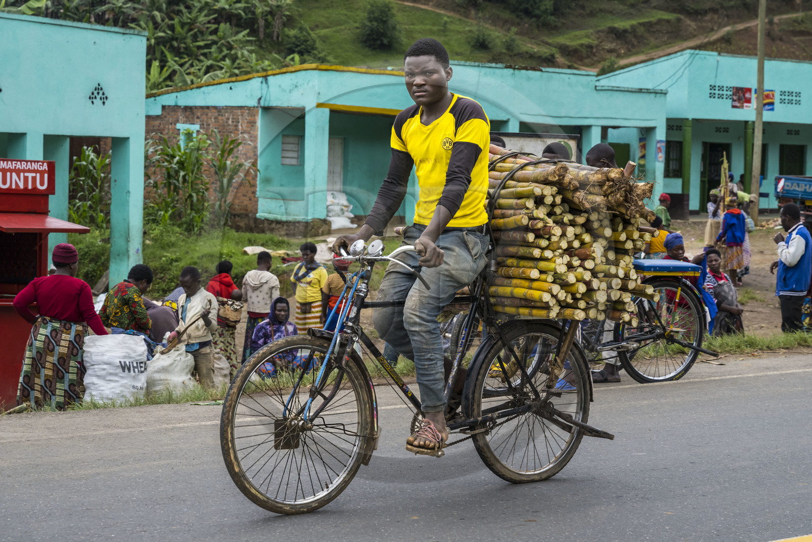 Rwanda, Province du Nord, District de Musanze (Ruhengeri), jour de marché à Muryabazira sur la Route Nationale 4 entre Kigali et Ruhengori, transport de canne à sucre sur une bicyclette, les bicyclettes sont le principal moyen de transport local
