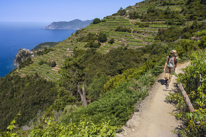 Italie, Ligurie, Cinque Terre, parc national des Cinque Terre classé Patrimoine Mondial de l'UNESCO, randonneurs sur le sentier GR 586 passant dans le vignoble en terrasse entre Corniglia et Volastra au dessus de Manarola, le village de  Corniglia en arrière plan