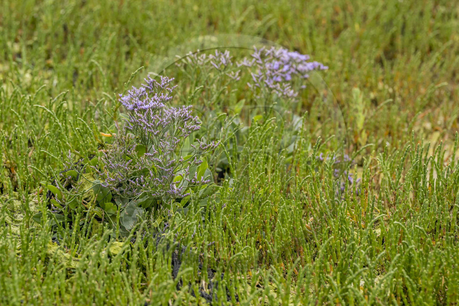 France, Côtes d'Armor (22), Grand Site de France Cap d'Erquy – Cap Fréhel, Erquy, salicorne (Salicornia europaea) et lavande de mer (Limonium vulgare)