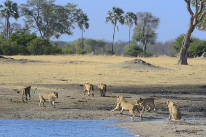 Zimbabwe, Matabeleland North Province, Hwange National Park, group of lions (Panthera leo) around a pond