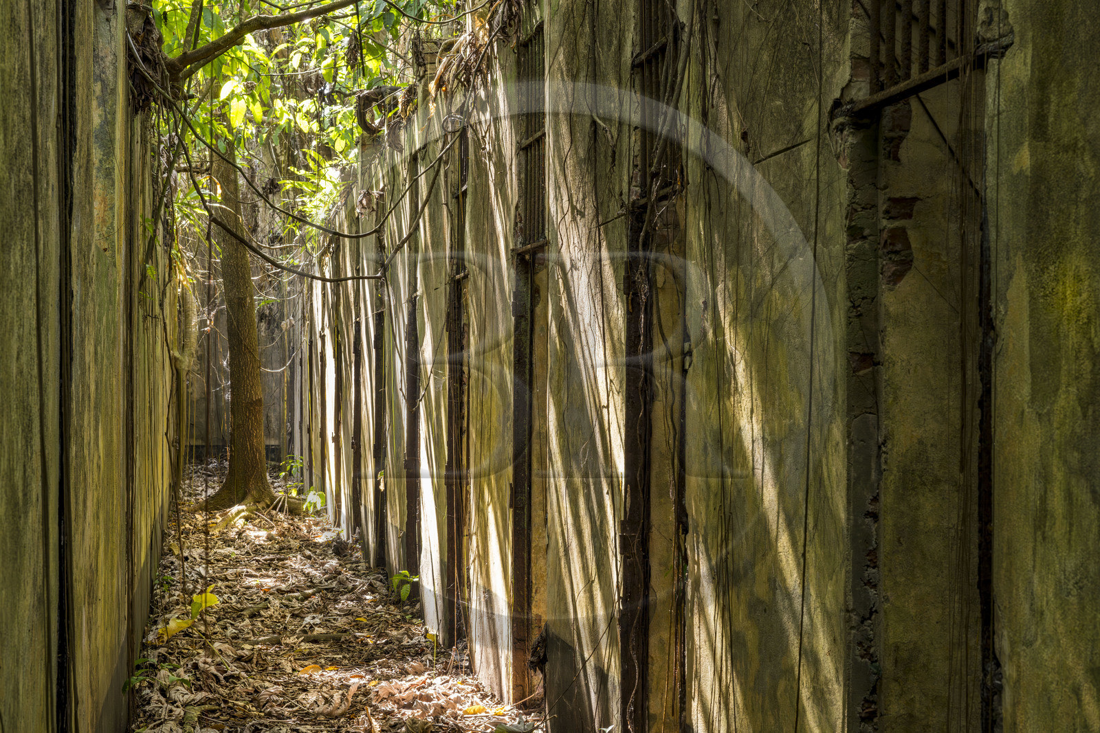 France, Guyane, Kourou, Iles du Salut, l'Ile Saint-Joseph, ruine du bagne consacré à la réclusion des prisonniers les plus difficiles