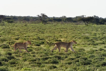 Namibia, Oshikoto region, Etosha National Park, two lionesses (Panthera leo) hunting