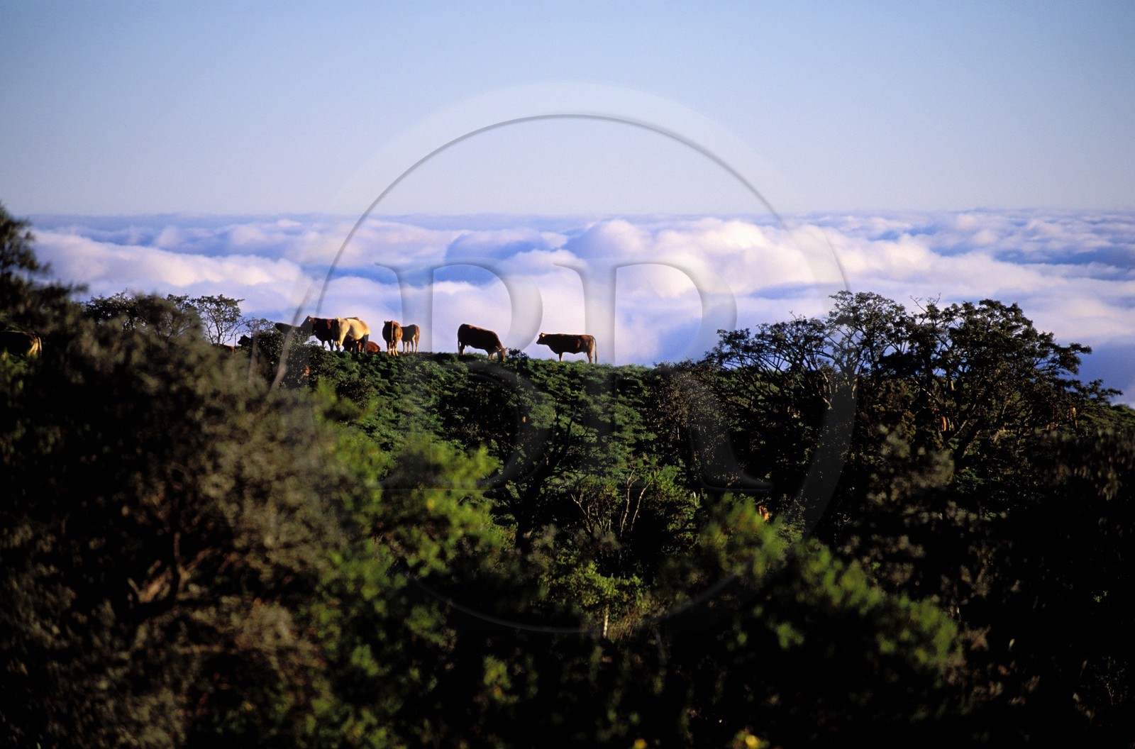 France, île de la Réunion, troupeau de vaches sur les hauteurs de la Rivière des Remparts, classé Patrimoine Mondial de l'UNESCO
