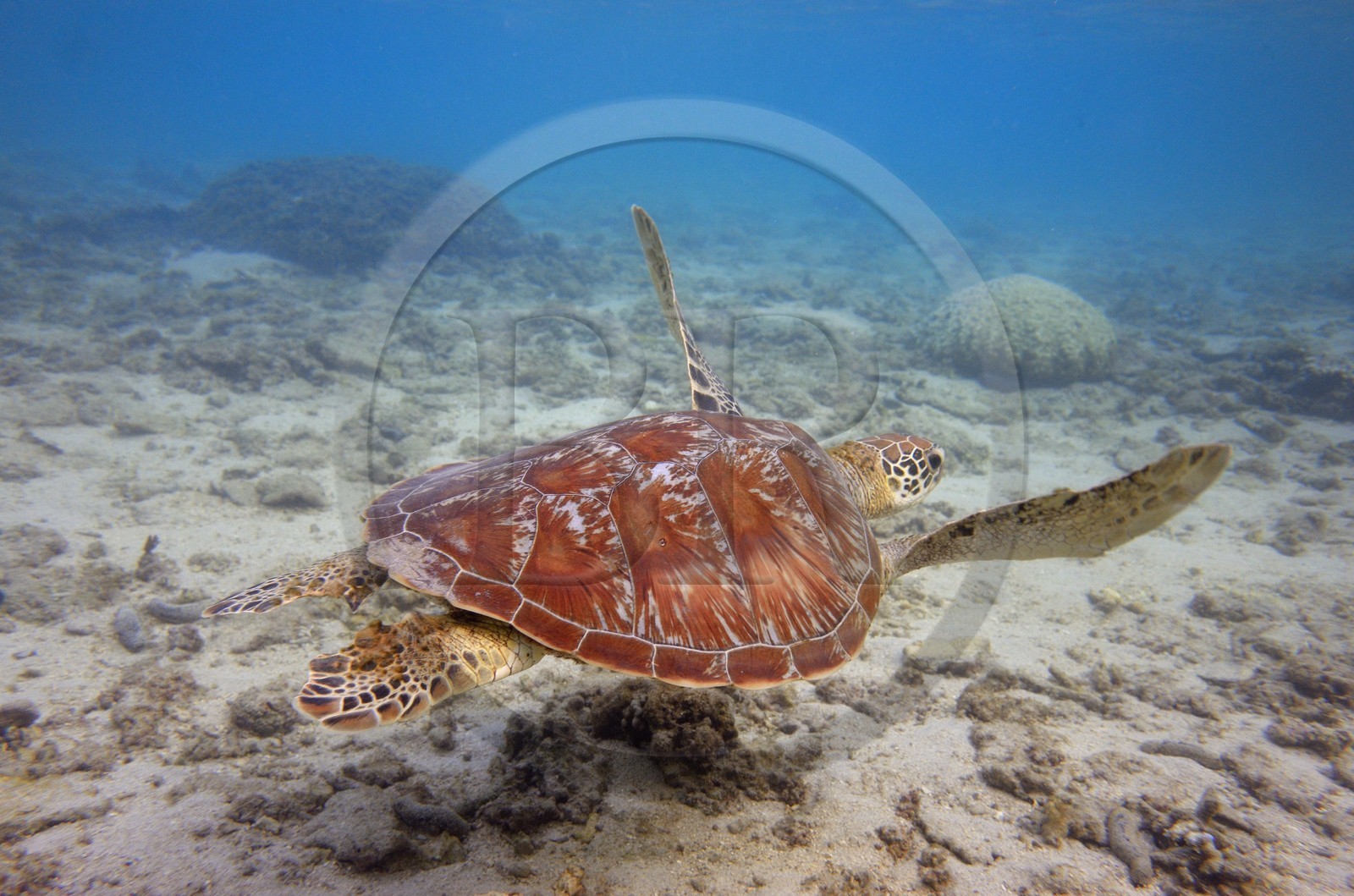 France, Ile de la Reunion, Côte Ouest, Saint-Gilles-Les-Bains (commune de Saint-Paul), le récif corallien du lagon de l'Ermitage, tortue verte (Chelonia mydas) (vue sous-marine)