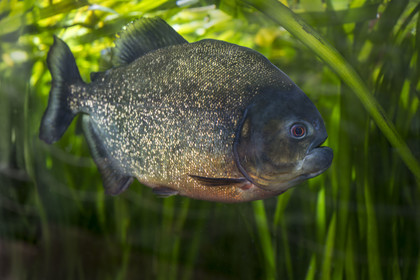 France, Finistère, Brest, Océanopolis, museum of the sea, red-bellied piranha (Pygocentrus nattereri)