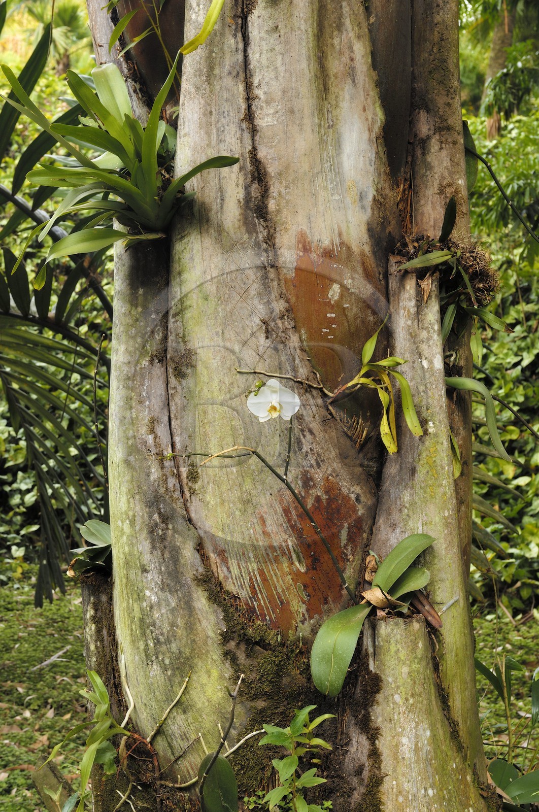 Brésil, Etat du Minas Gerais, région de Belo Horizonte, Brumadinho, centre d'art contemporain Inhotim