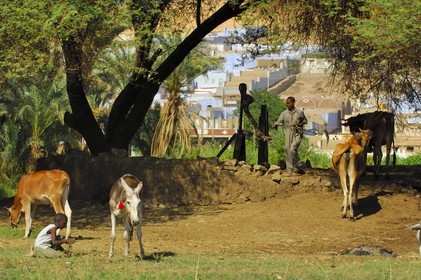 Egypt, Upper Egypt, Nubia, Nile Valley, Aswan, west bank, well in the nubian countryside