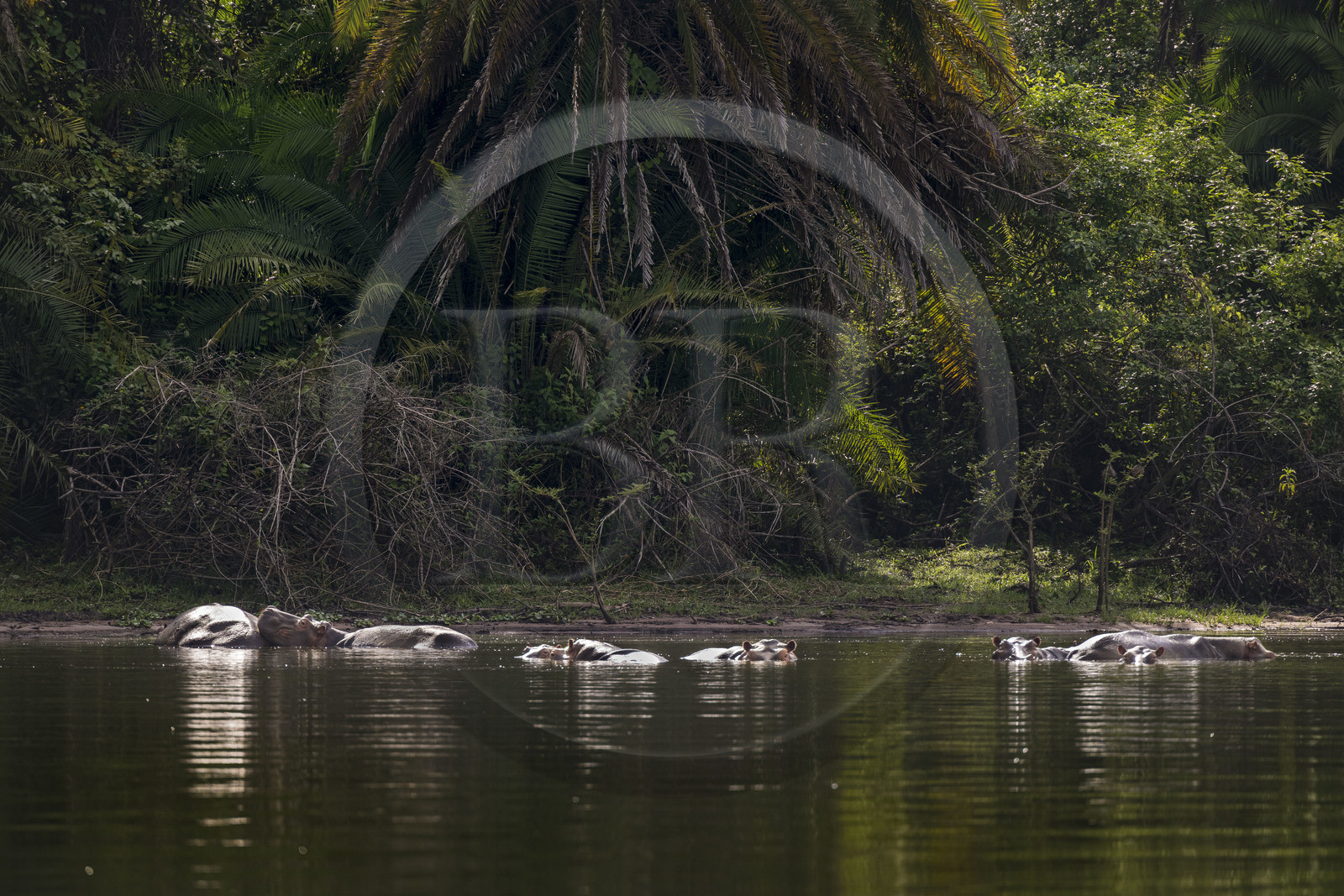 Rwanda, Parc national de l'Akagera, le lac Ihema, Hippopotames (Hippopotamus amphibius)