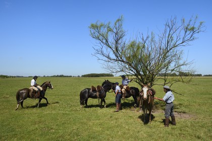 Argentine, province de Buenos Aires, San Antonio de Areco, estancia La Bamba de Areco, halte des gauchos sous un arbre endémique appelé Sina Sina