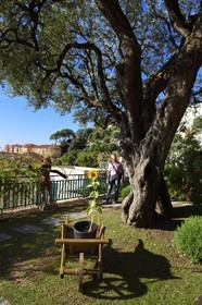 Principality of Monaco, Monaco, la Condamine district, the Princesse Antoinette park, centuries-old olive tree , the oldest of the principality