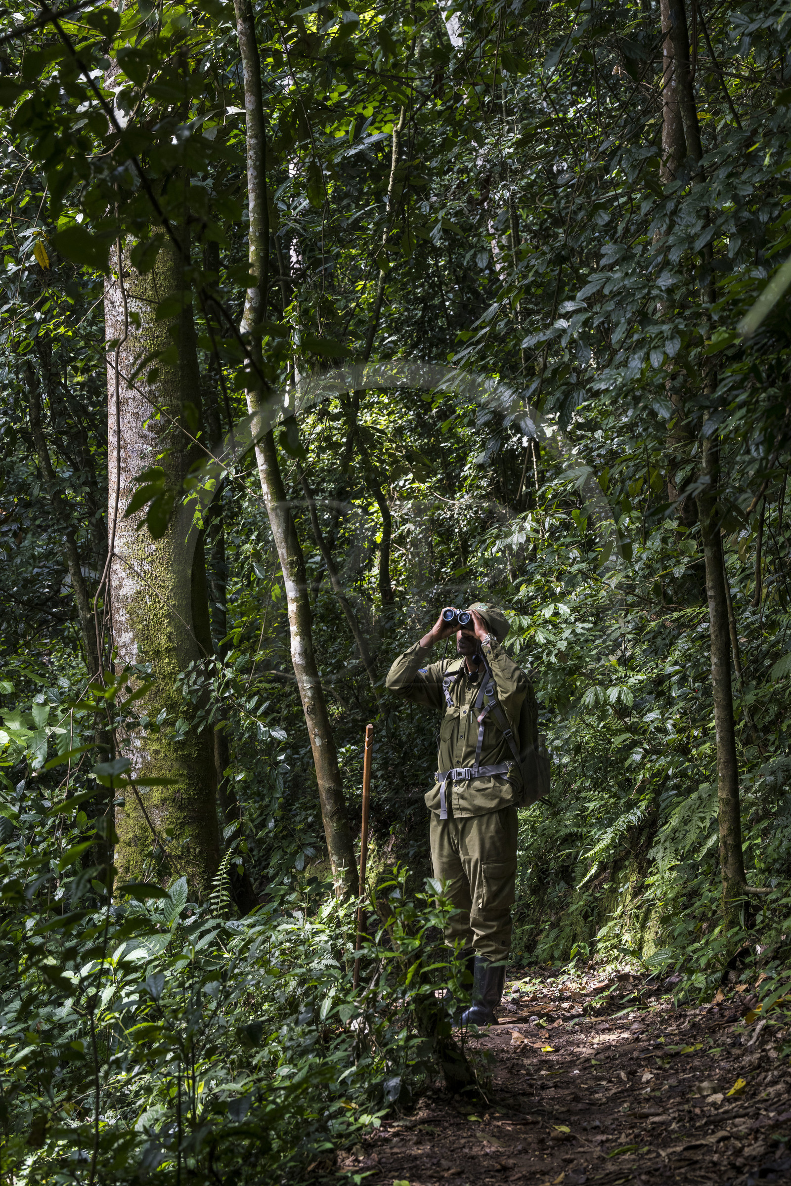 Rwanda, Province de l’Ouest, Nyakabuye, Parc national de Nyungwe, forêt tropicale humide naturelle de Cyamudongo, le garde de African Parks Claver Mtoyinkima sur la piste des chimpanzés