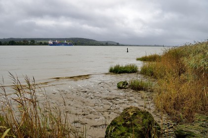 France, Seine Maritime, Natural Reserve of the Seine estuary, container ship going down the Seine from Rouen, the reed bed in the foreground