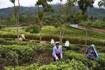 Sri Lanka, Province d'Uva, Bandarawela, femme tamoul travaillant à la cueillette des feuilles dans une plantation de thé
