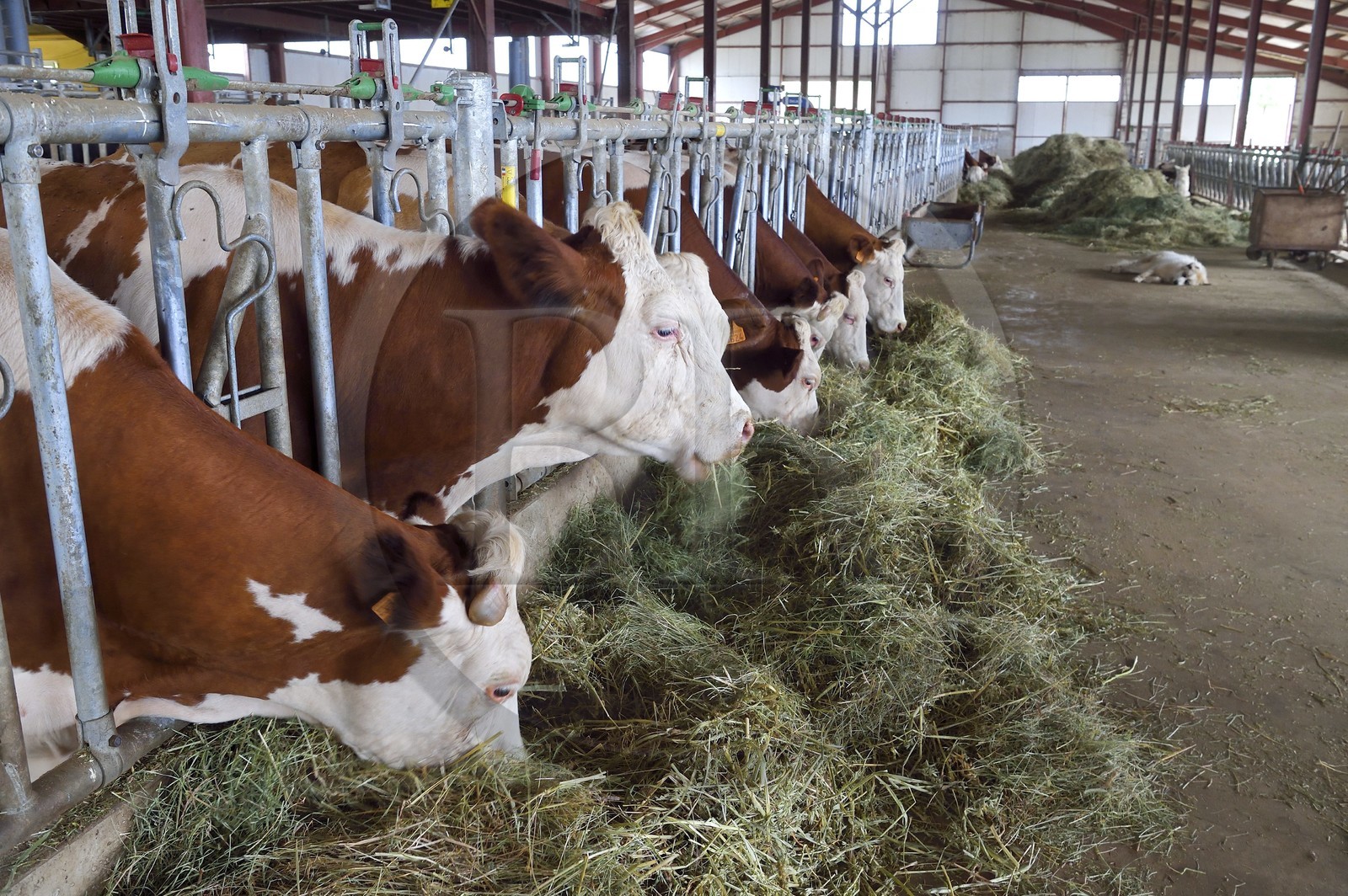 France, Cantal (15), Sainte-Marie, hameau de La Terrisse, élevage de vache laitières de race montbéliarde de la ferme de Cantagrel, les vaches mangent après la traite du soir